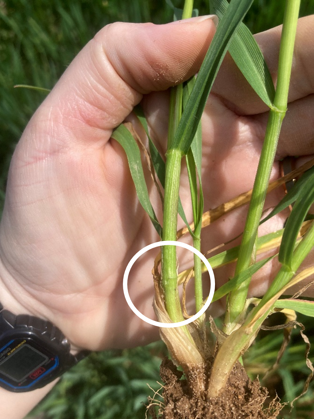 A hand holding a wheat plant.